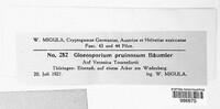 Gloeosporium pruinosum image